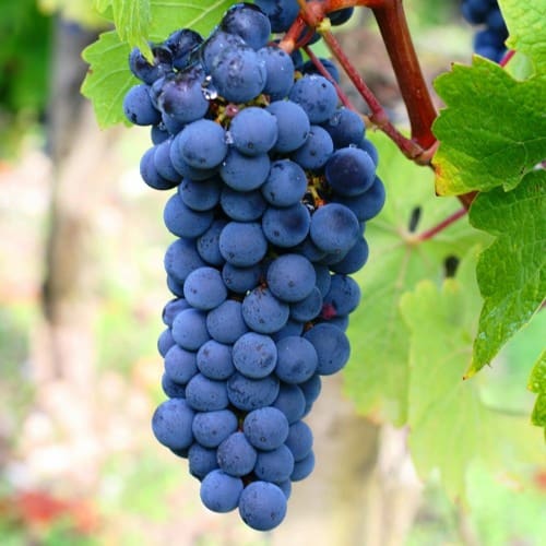 75 the vine and the branches